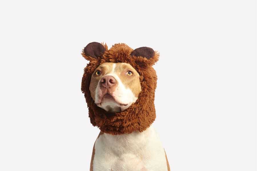 Pit bull has a rare genetic mutation that makes him look like he’s wearing a teddy bear costume