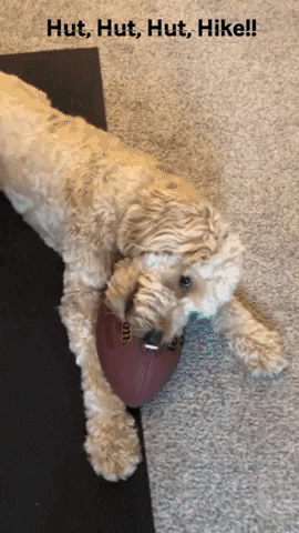 gif of dog chewing on football