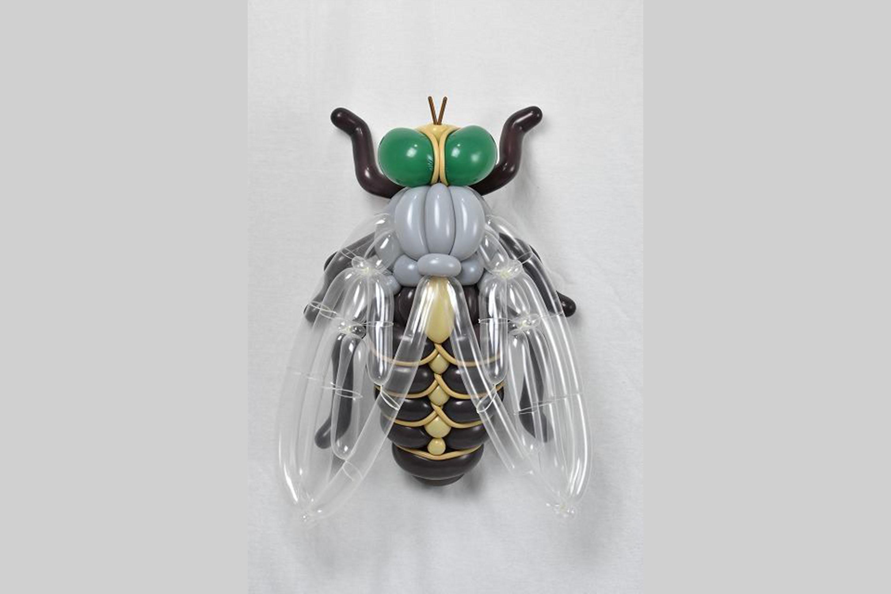 insects, agile, animal kingdom, unique