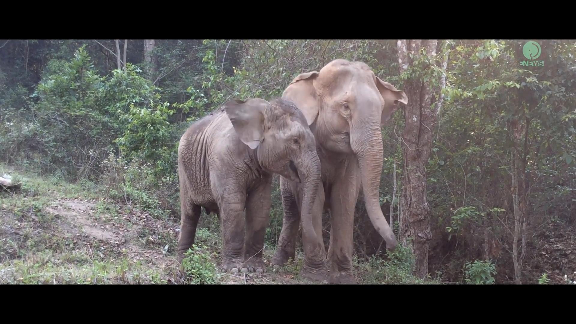 animal rights, elephants of Thailand, philanthropic pursuits