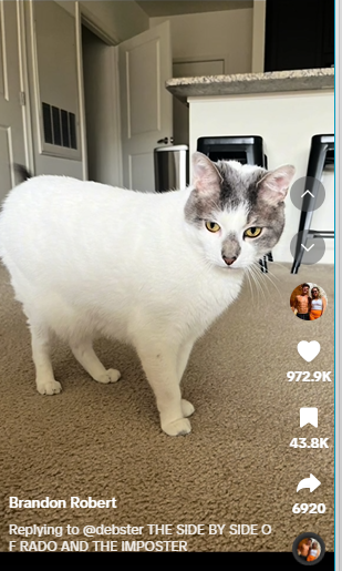 a screenshot of Rado's 