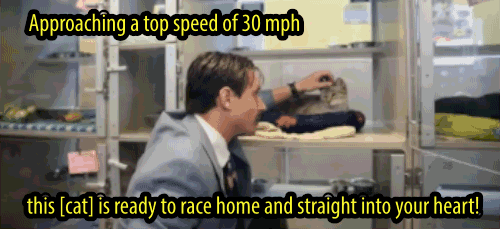 mustached man in suit advertising a shelter kitty