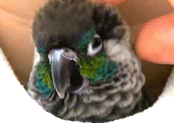 gif of parrot enjoying pets