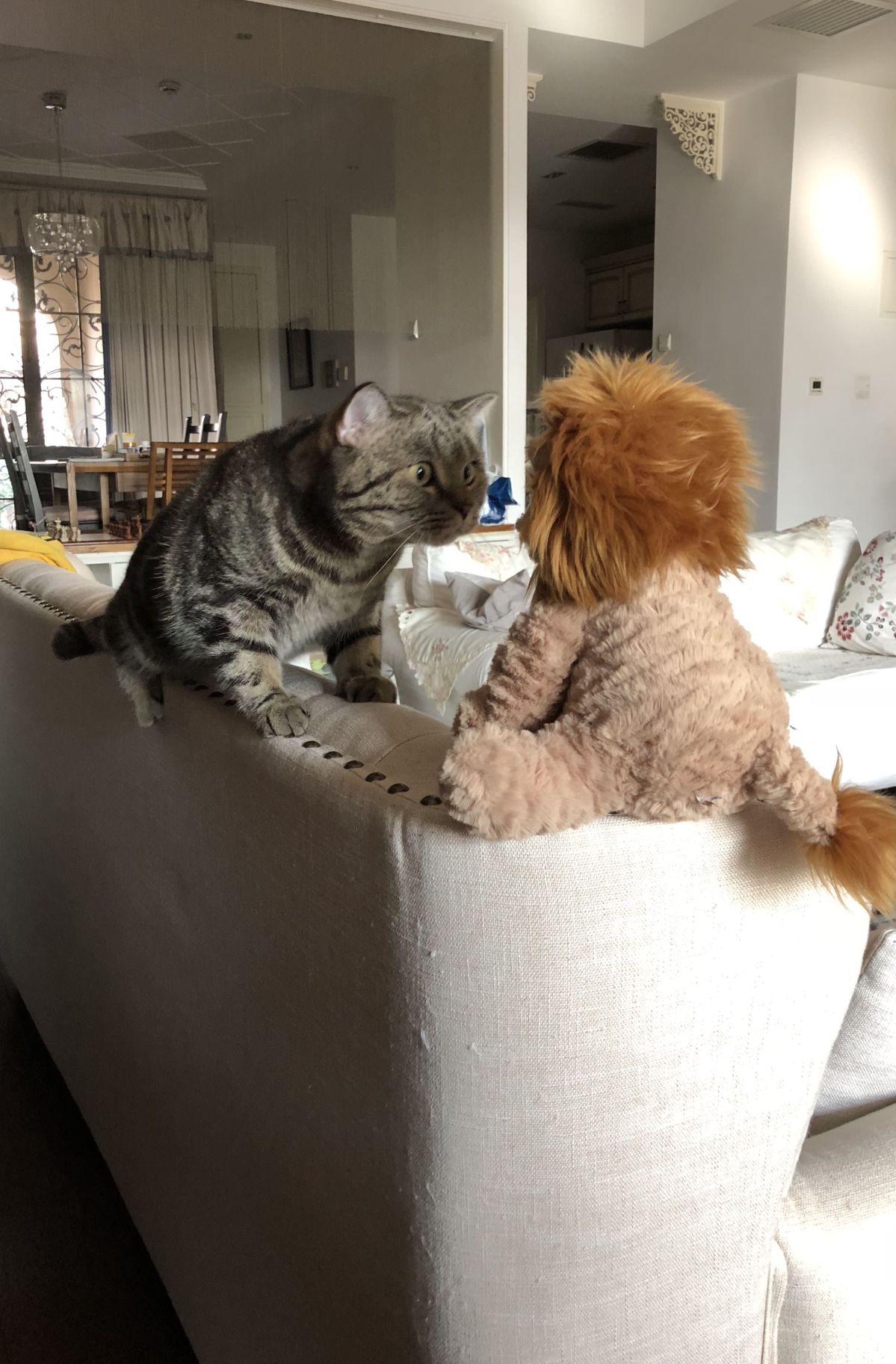 comedy pet awards, funny pet photos, photography awards