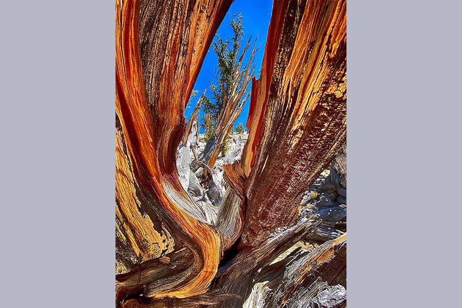 Methuselah tree, agent trees, bonzai tree, Hiroshima history