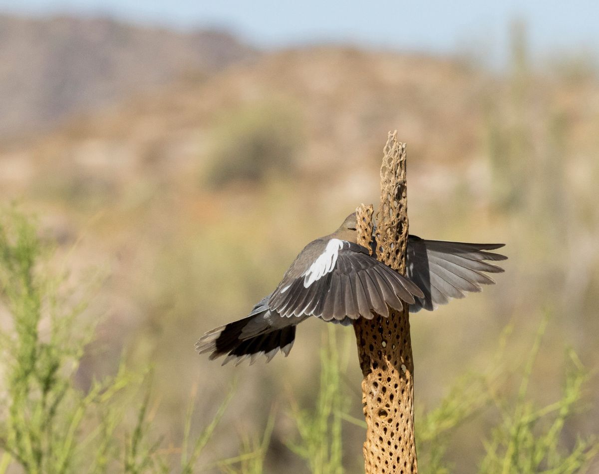 comedy wildlife photography awards, funny pet photos, nature photography