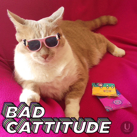 gif of cat wearing sunglasses with the legend, 