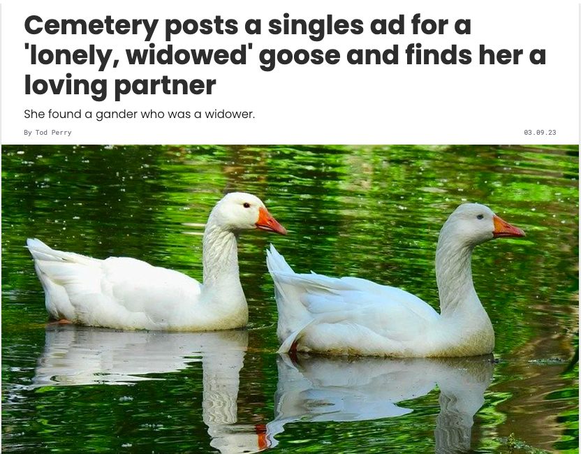two geese swimming