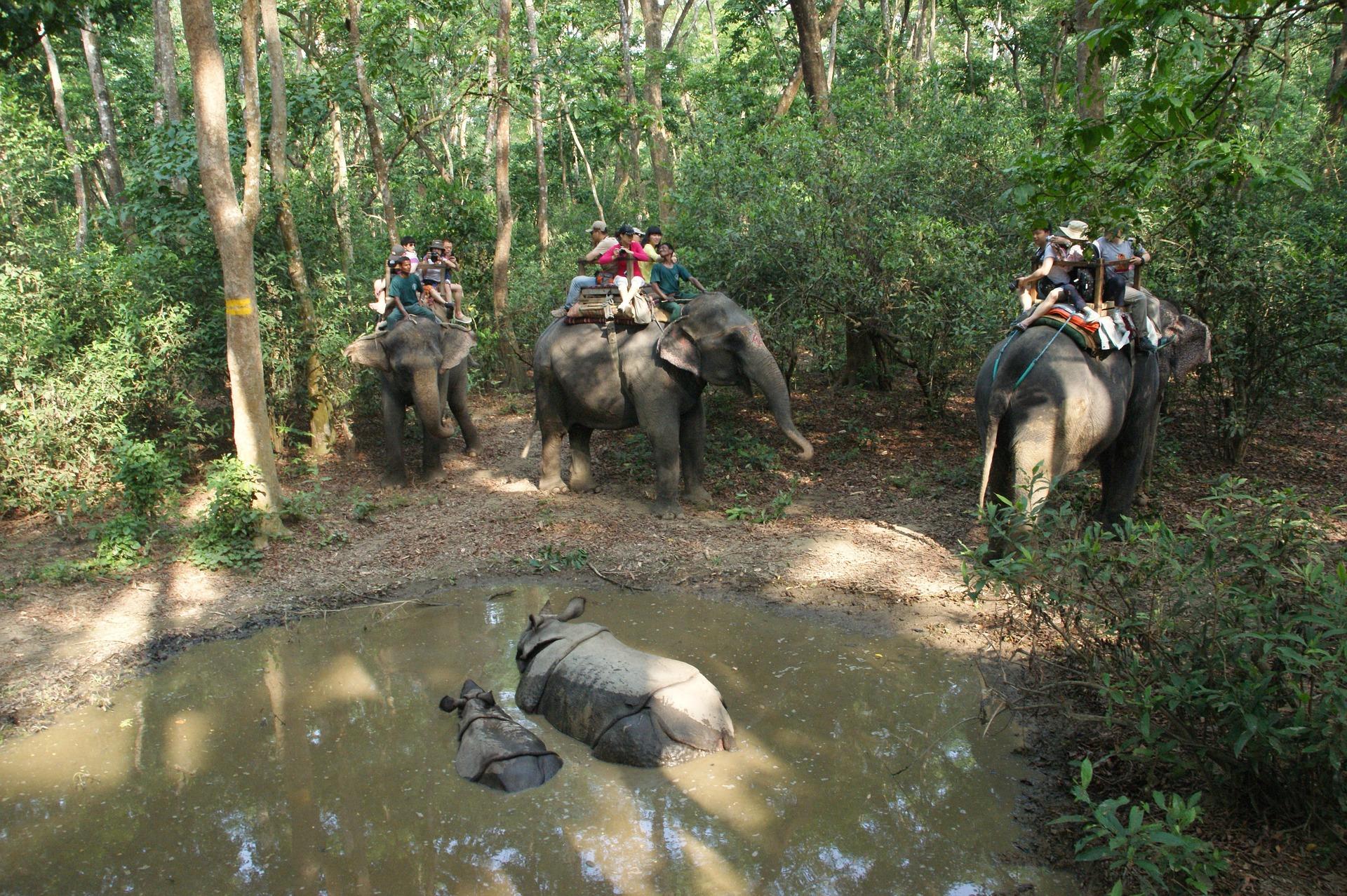 elephants, conservation, PEDA, Thai tourist industry
