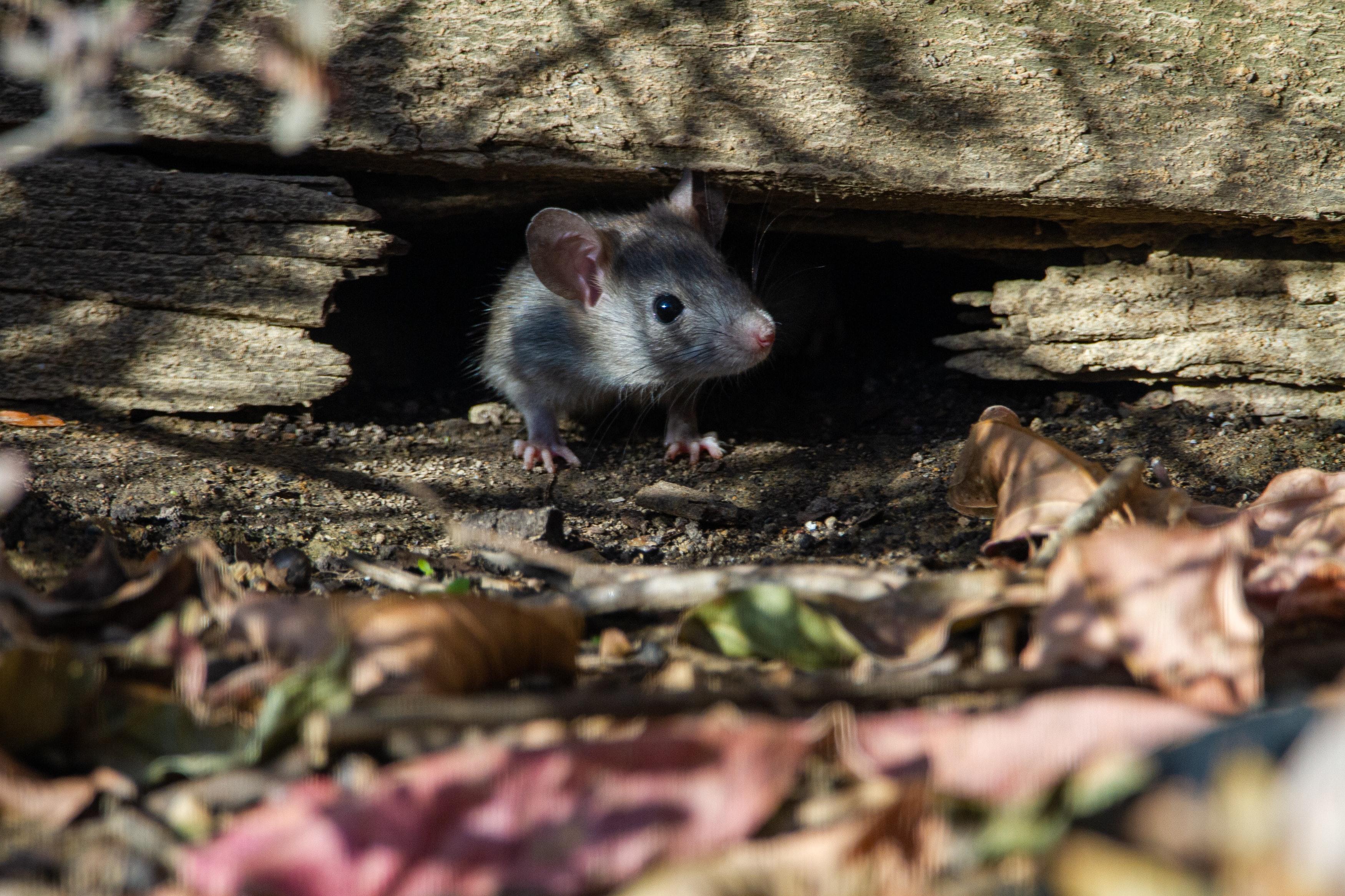 rats, New York, environment, health and safety