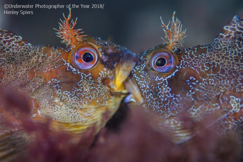 blennies, kissing, fighting fish, exhibit