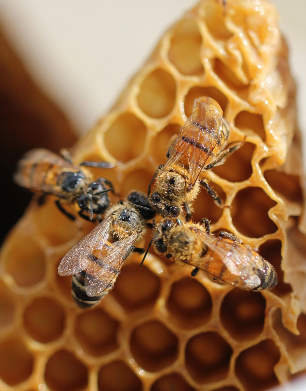 bees, honey
