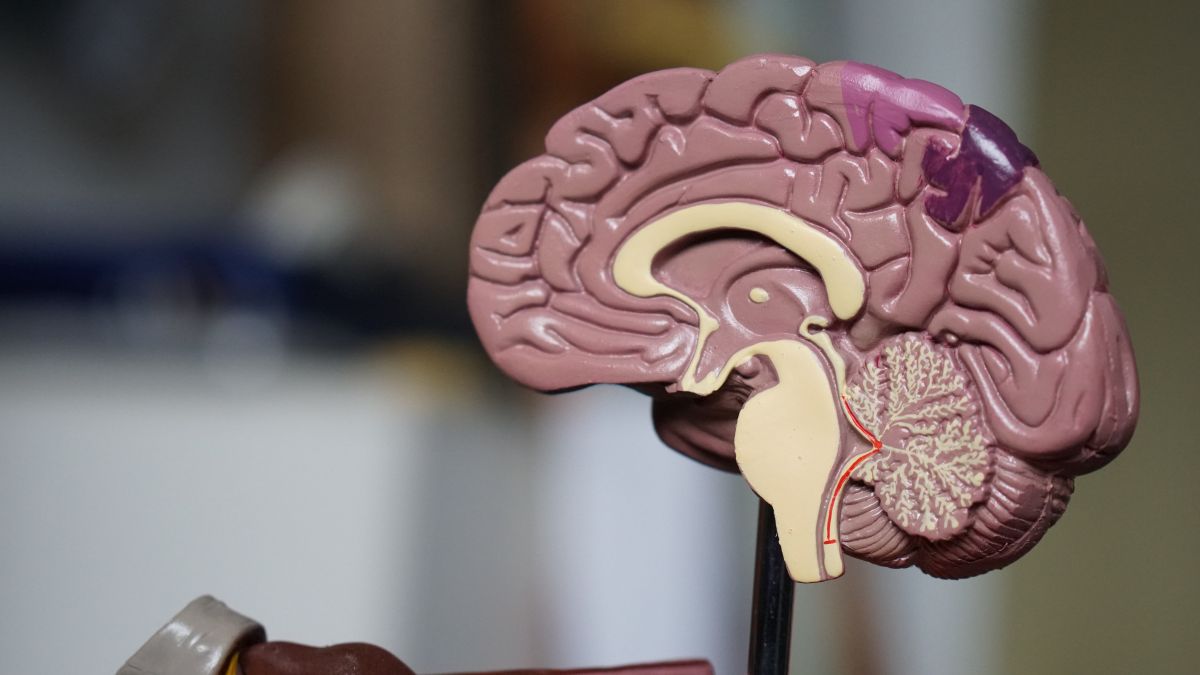 half of a plastic brain