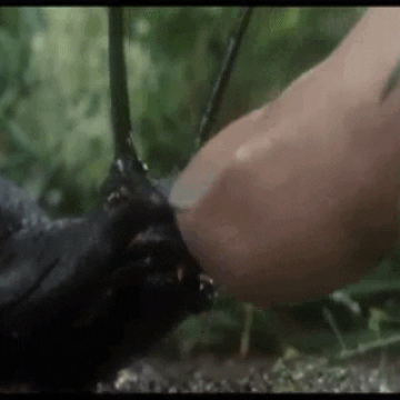 Gif of a snail biting someone's finger