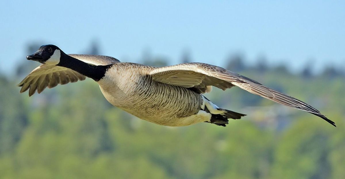 sustainable, nature, hunting, eco-freindly