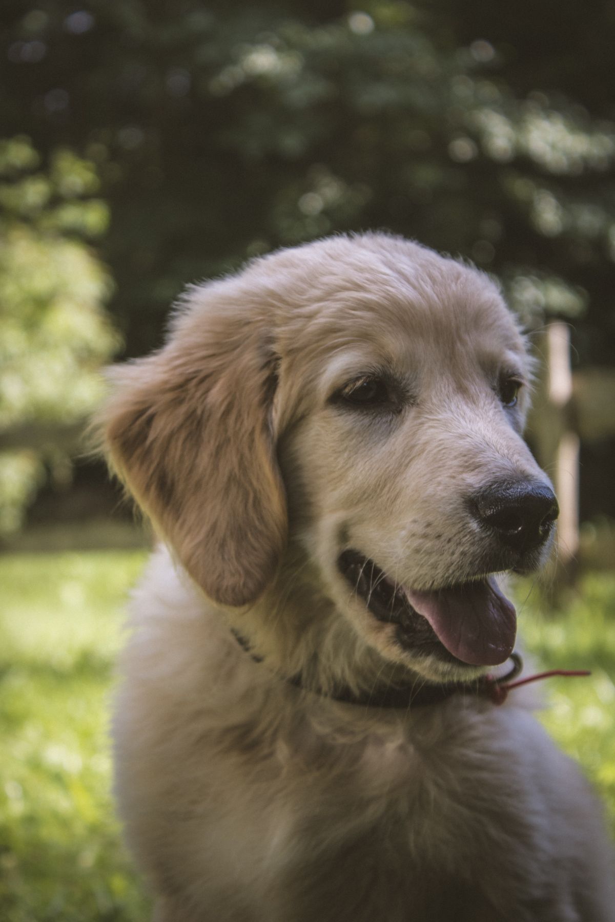 golden retriever puppy, cute dogs, dogs of reddit