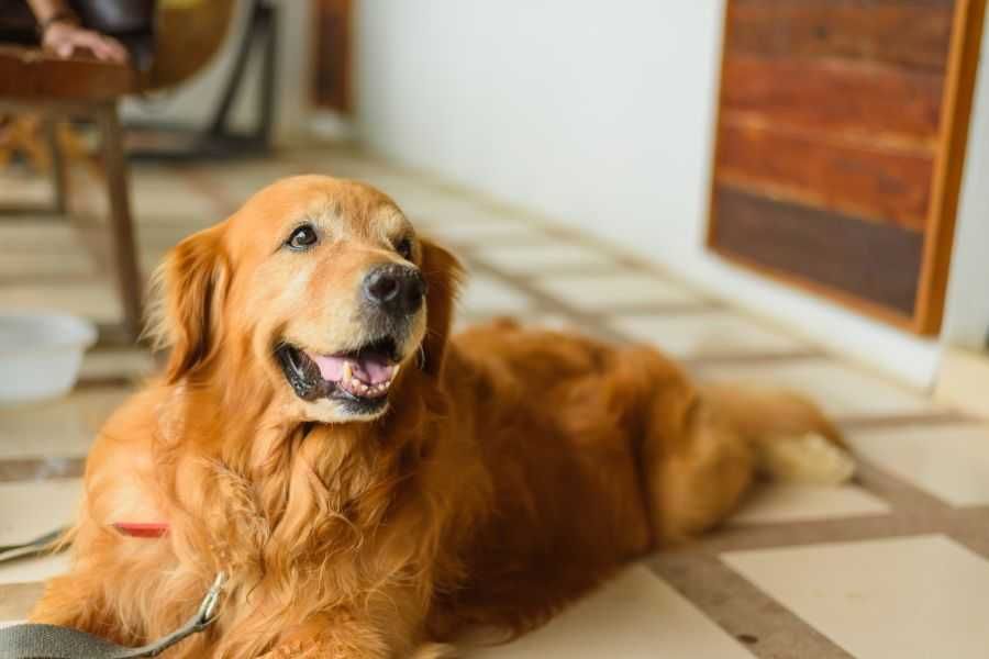 rescue dog; elderly dog; dog that steals; resource guarding; dog ptsd