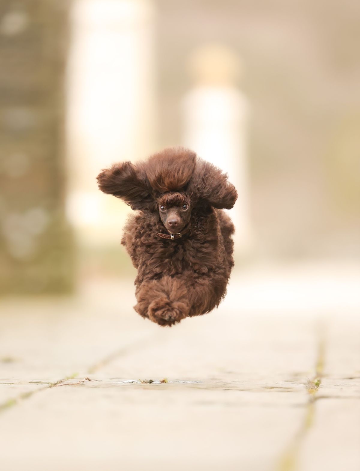 comedy pet awards, funny pet photos, photography awards
