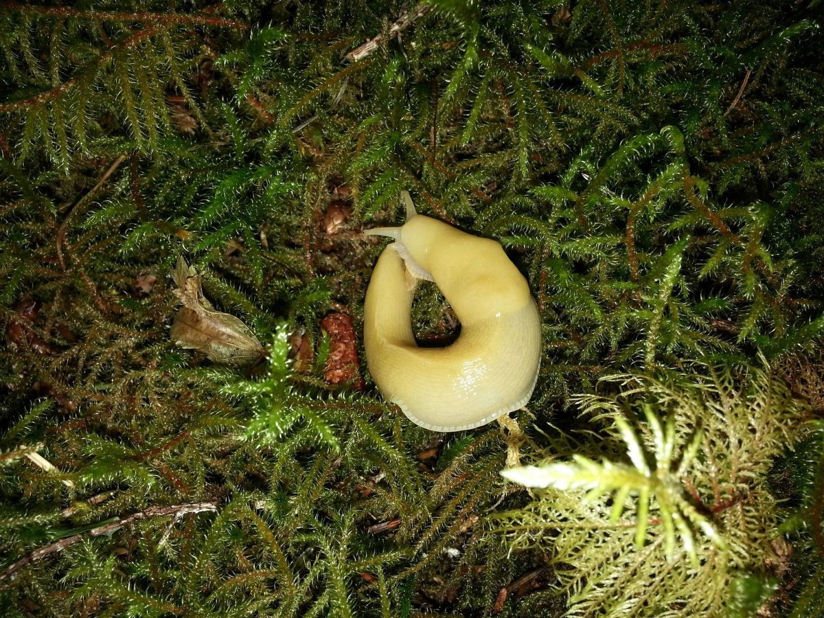 slugs, sex organs, horror