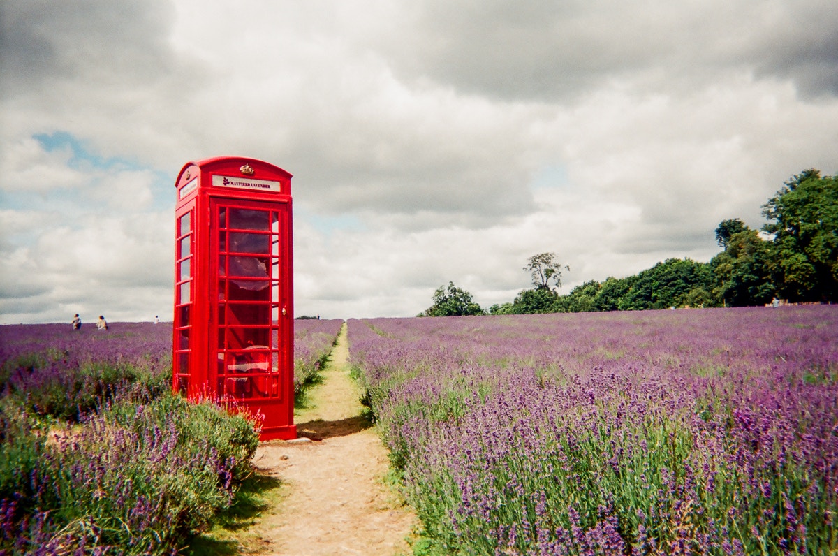 a red phone booth sits in a field of purple flowers