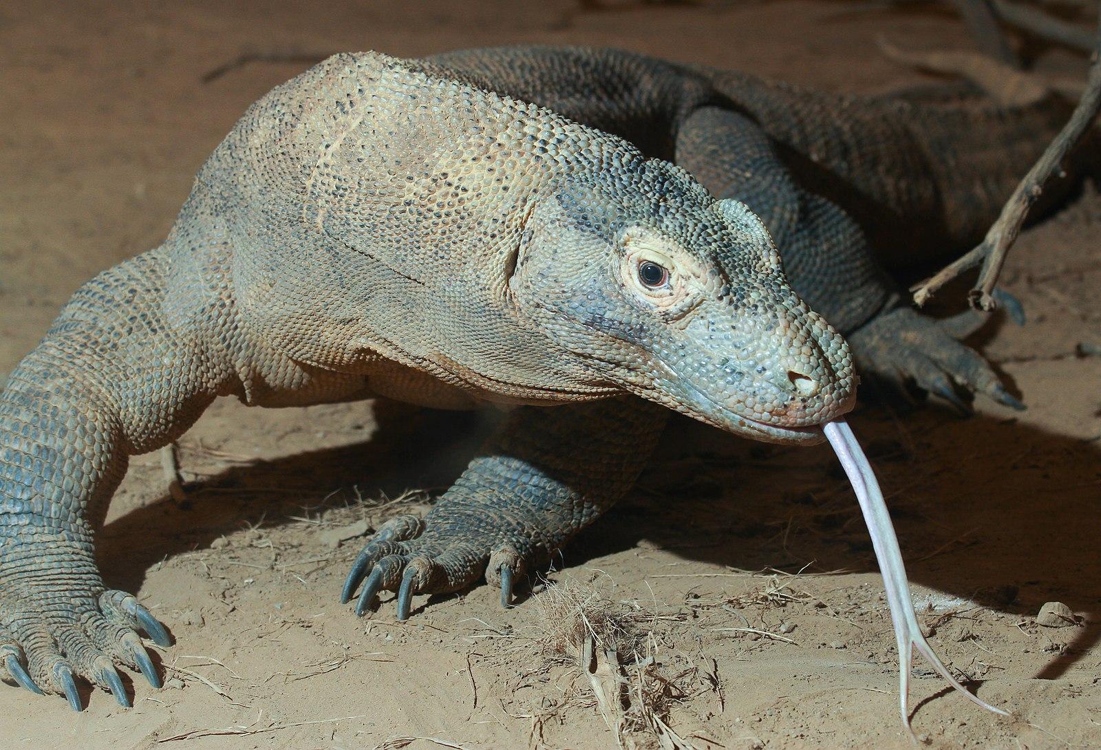 komodo dragon, eggs, offspring, evolution