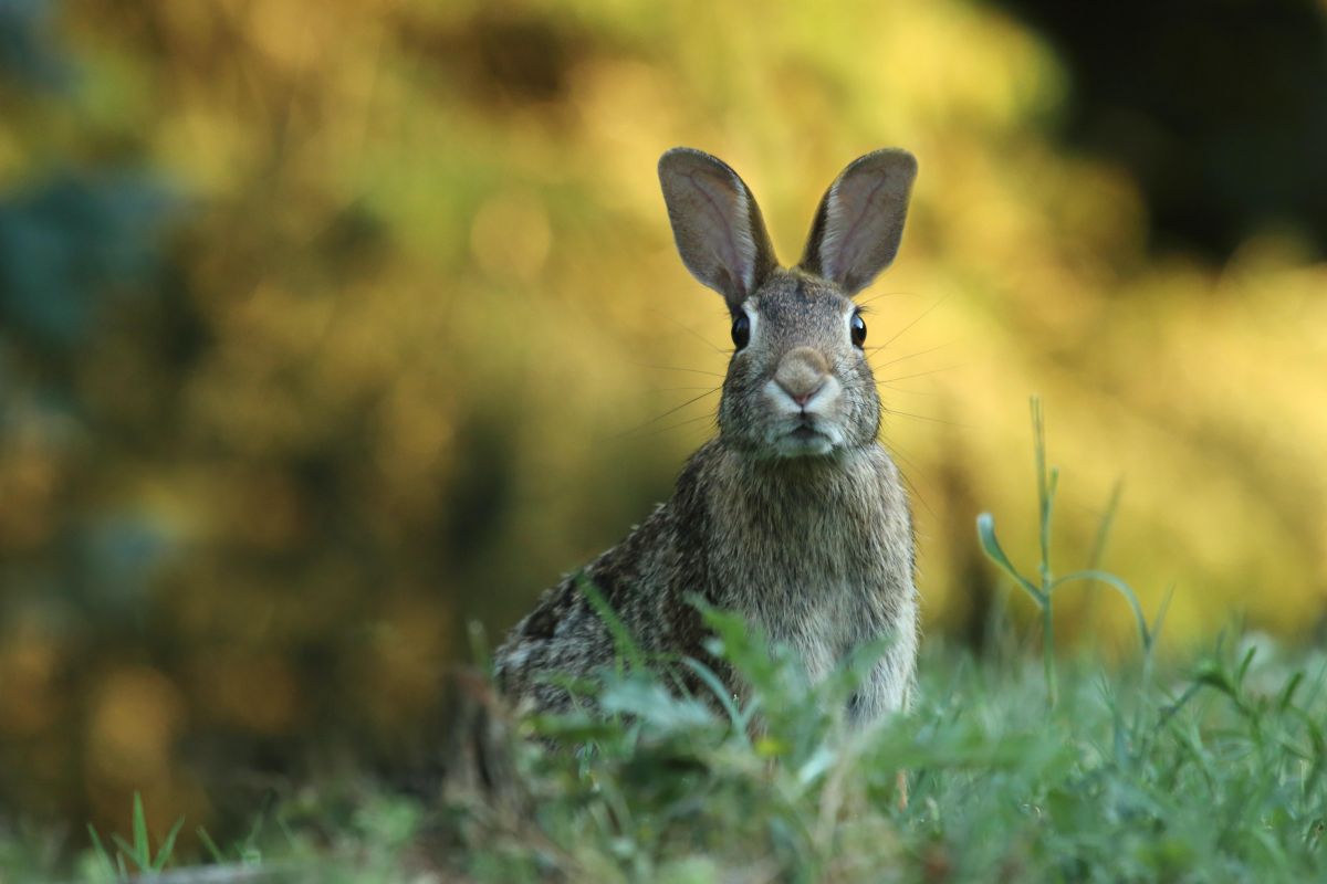alternative meats, rabbits, wild game, responsibility