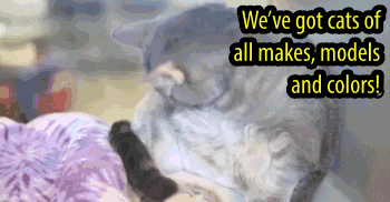 gif of different cats flashing by like an ad