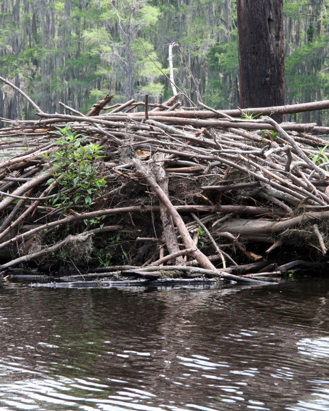 Dams, beavers, sustainability, scotland, ecosytem