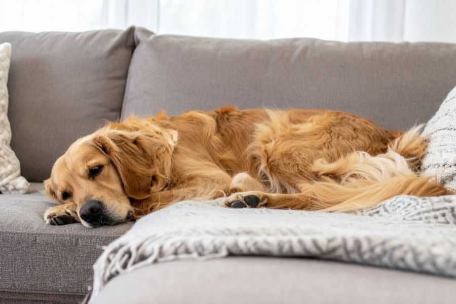 rescue dog; elderly dog; dog that steals; resource guarding; dog ptsd