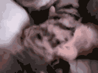 gif of cat hugging kitten