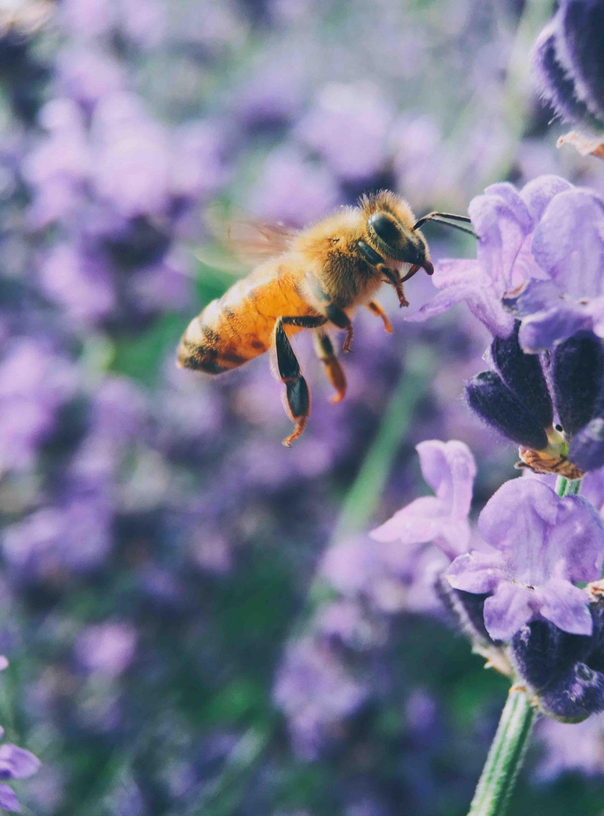 matriarchy, male drones, hive, honey