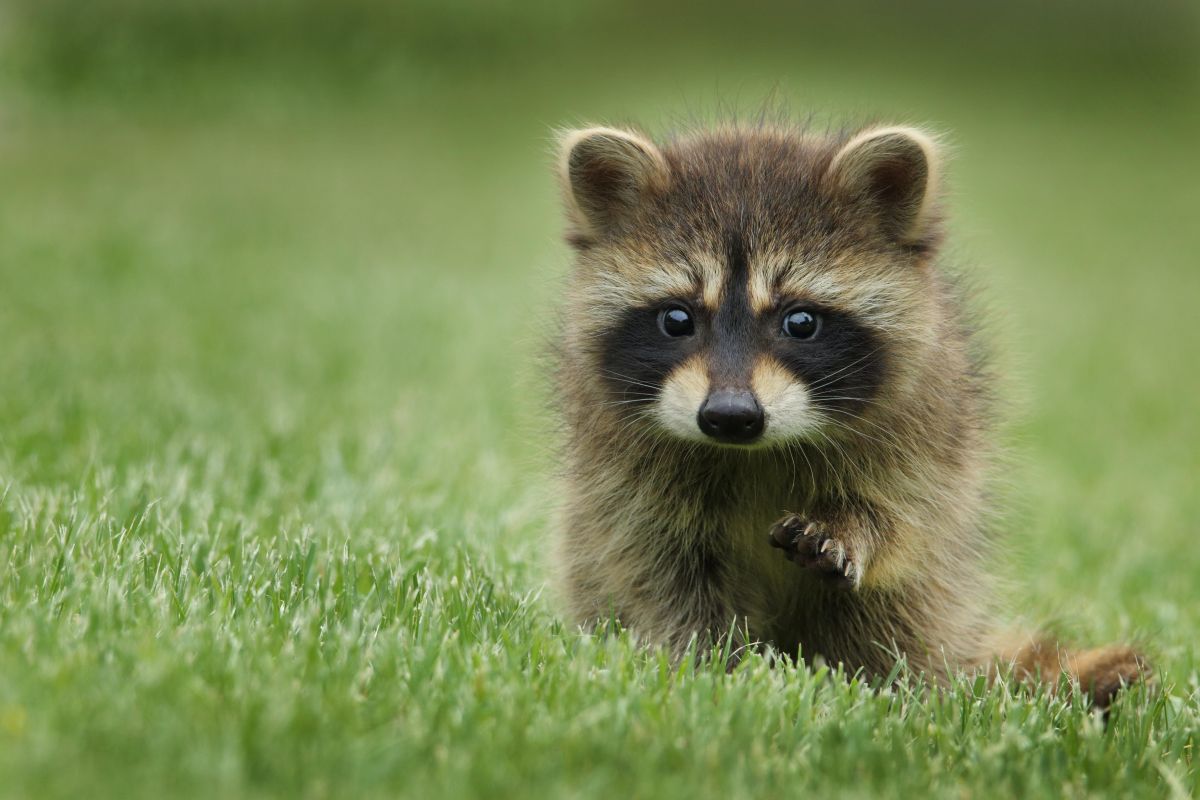 raccoon, garbage, environment. health and safety