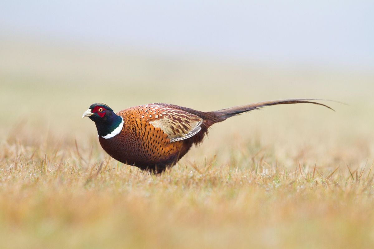 birds, migration, wild, available food source