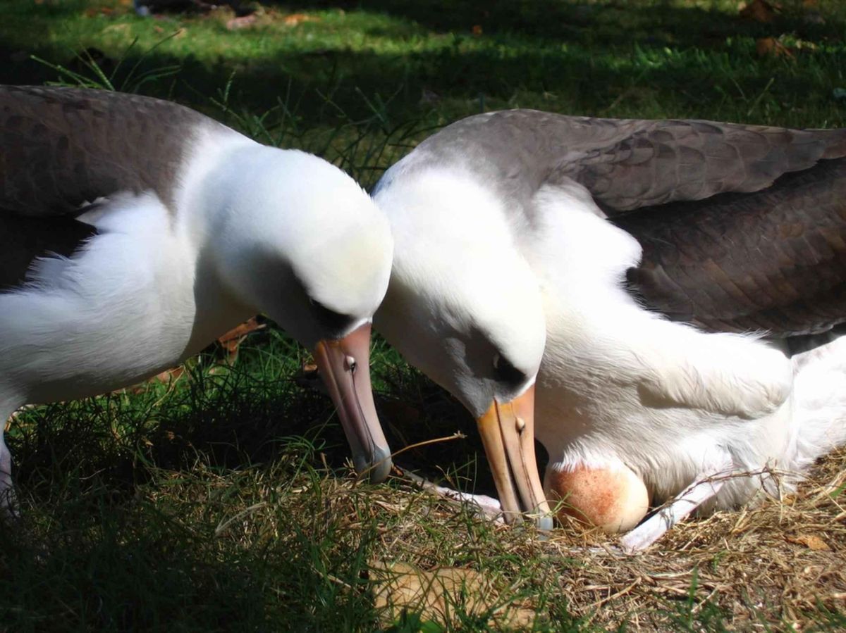 birds, mating, wildlife