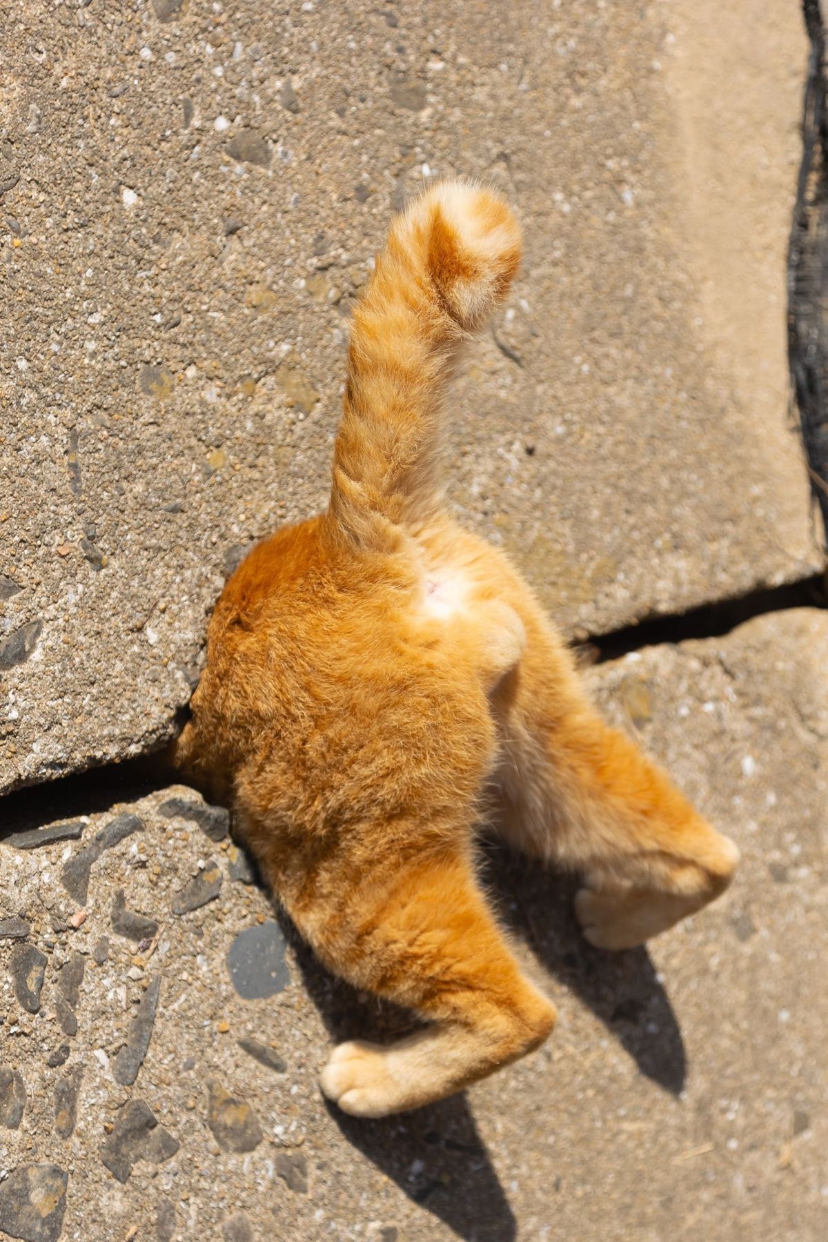 comedy pet awards, funny pet photos, photography awards