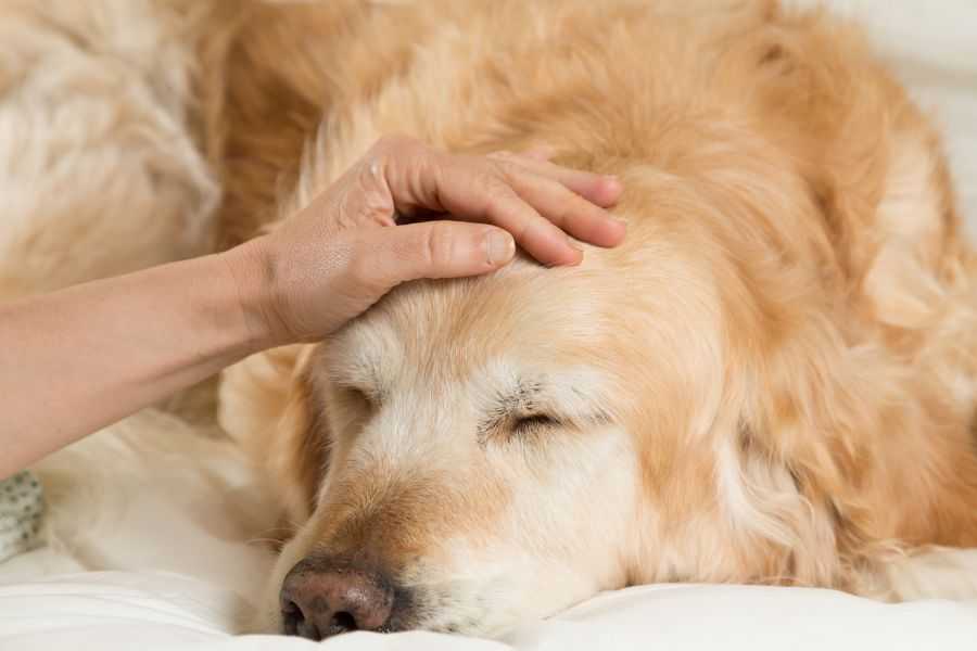 rescue dog; elderly dog; dog that steals; resource guarding; dog ptsd