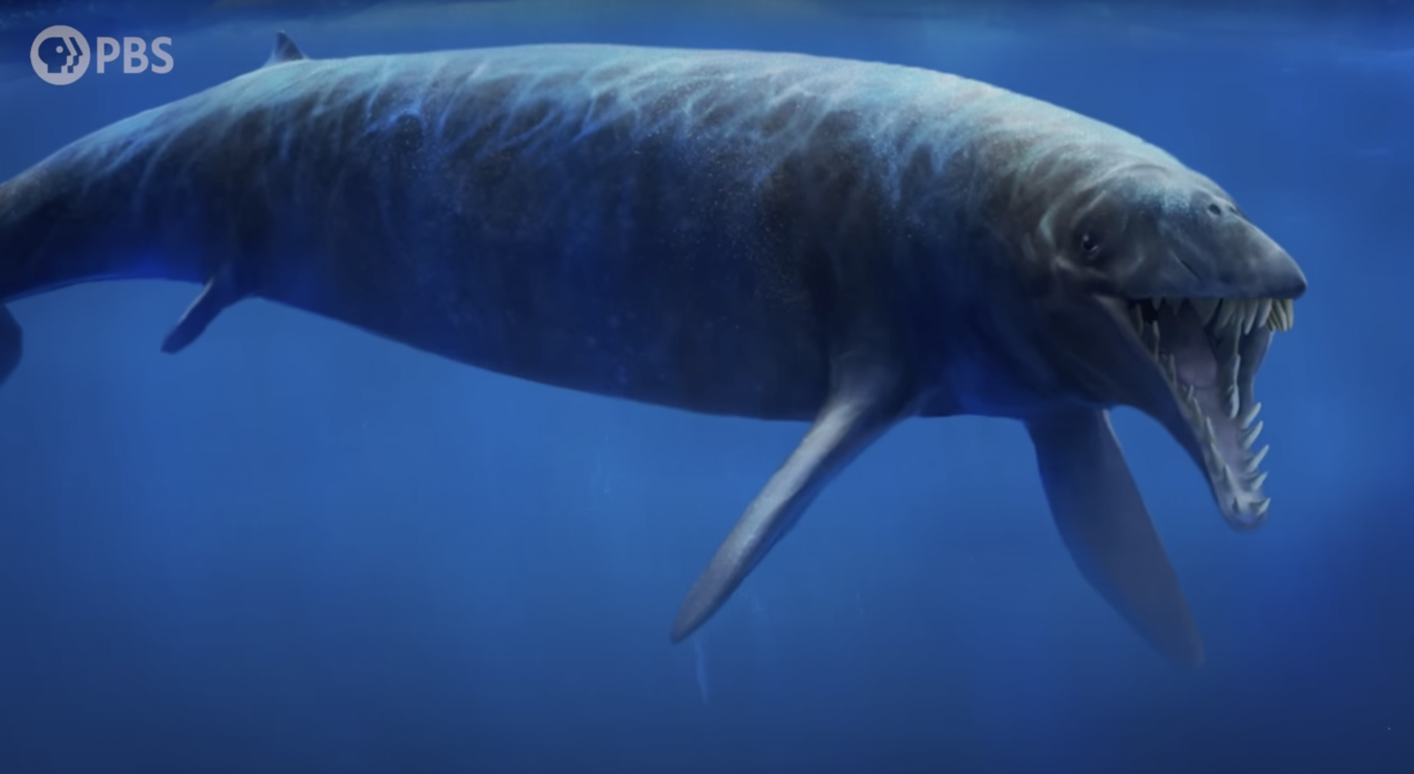 whale evolution, whale science