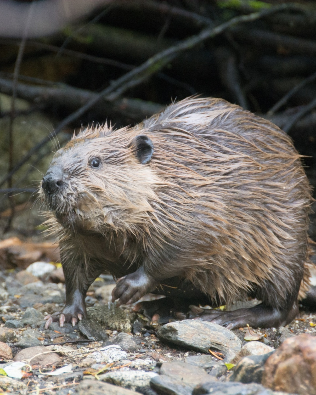Dams, beavers, sustainability, scotland, ecosytem