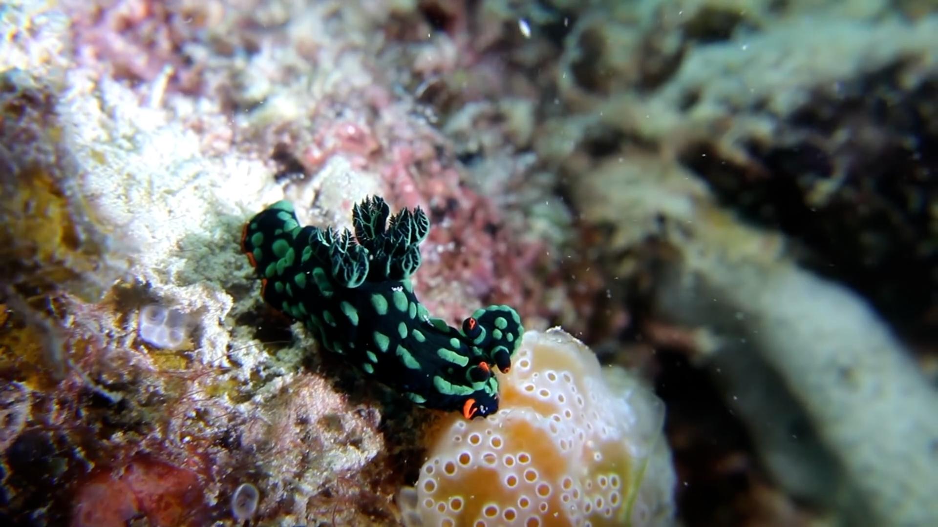 evolution, National Geographic, educational, biology