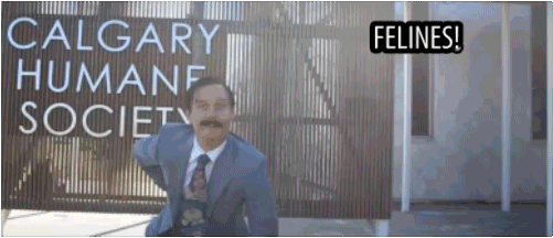 gif of mustached man in suit pantomimes cat ears in front of sign for Calgary Humane Society