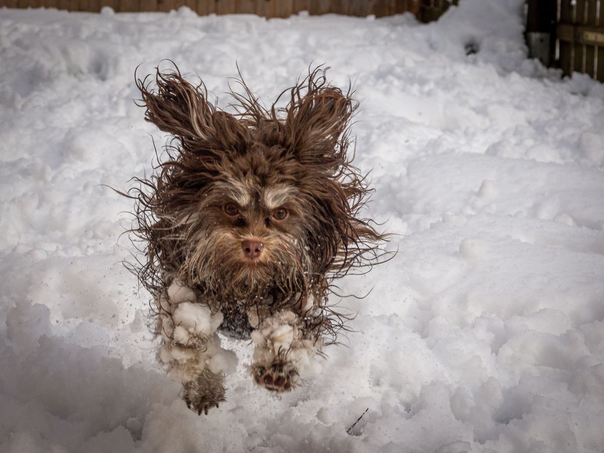 comedy pet awards, funny pet photos, photography awards