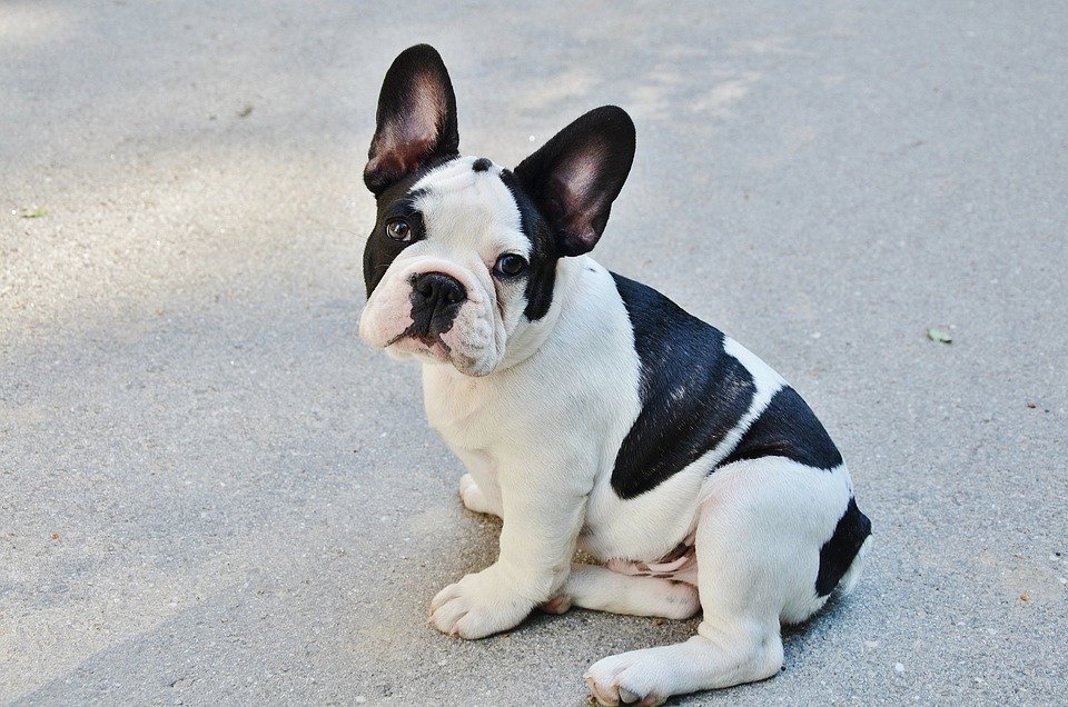 american kennel club, french bulldog, most popular dog
