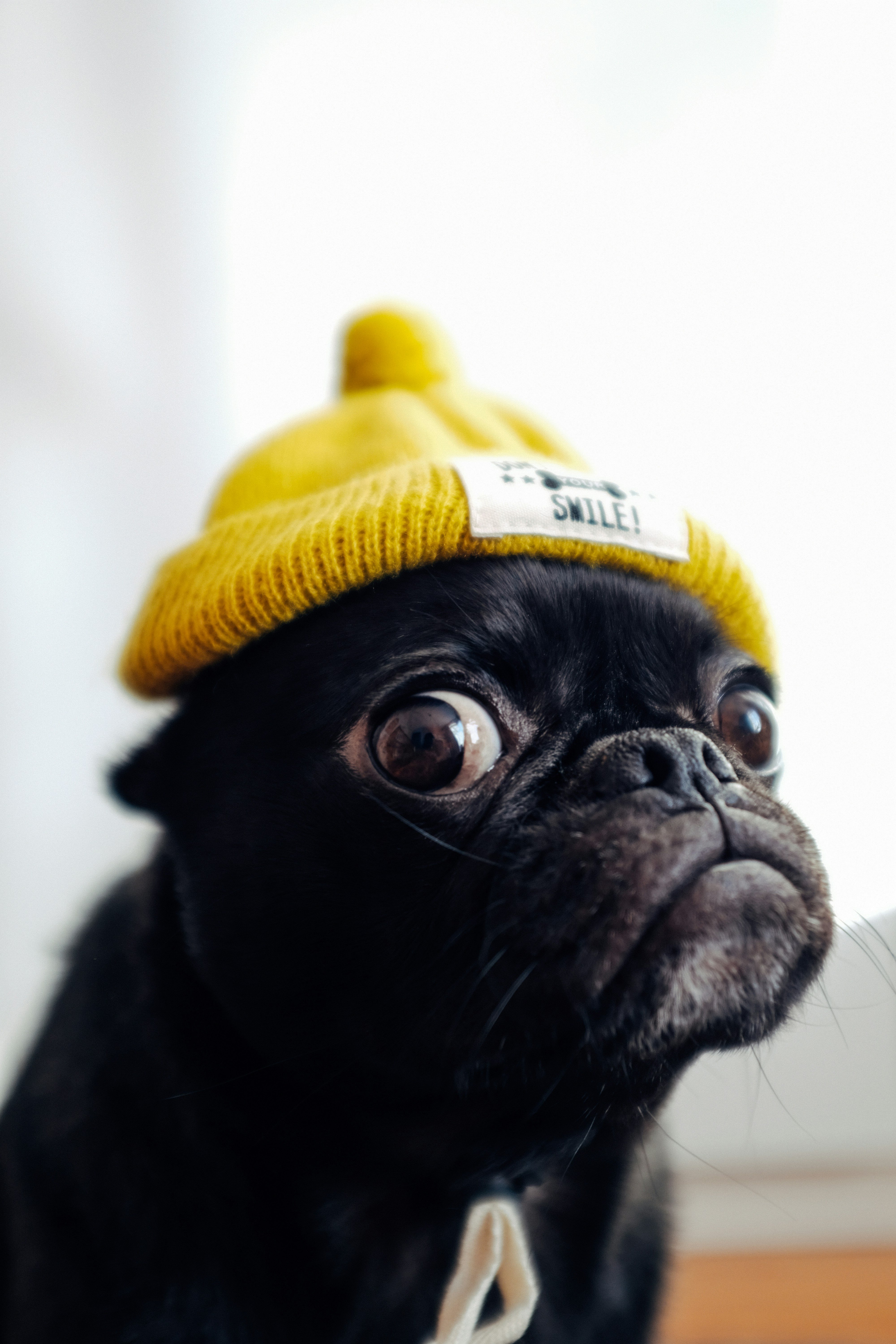 big-eyed pug in a yellow beanie