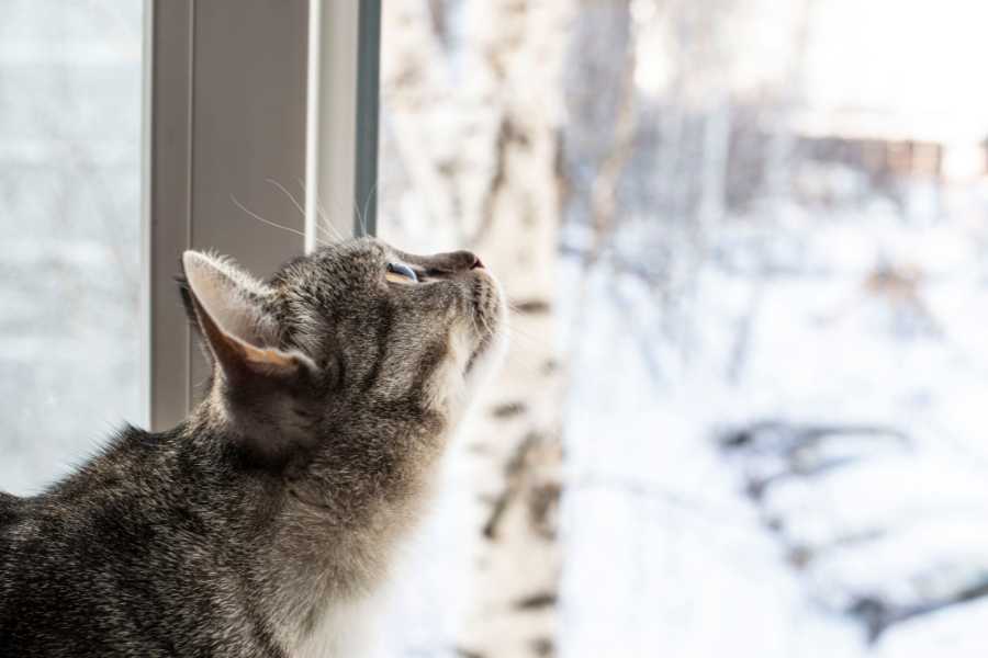 cats, cat hotel, winter, stray cats, animal welfare