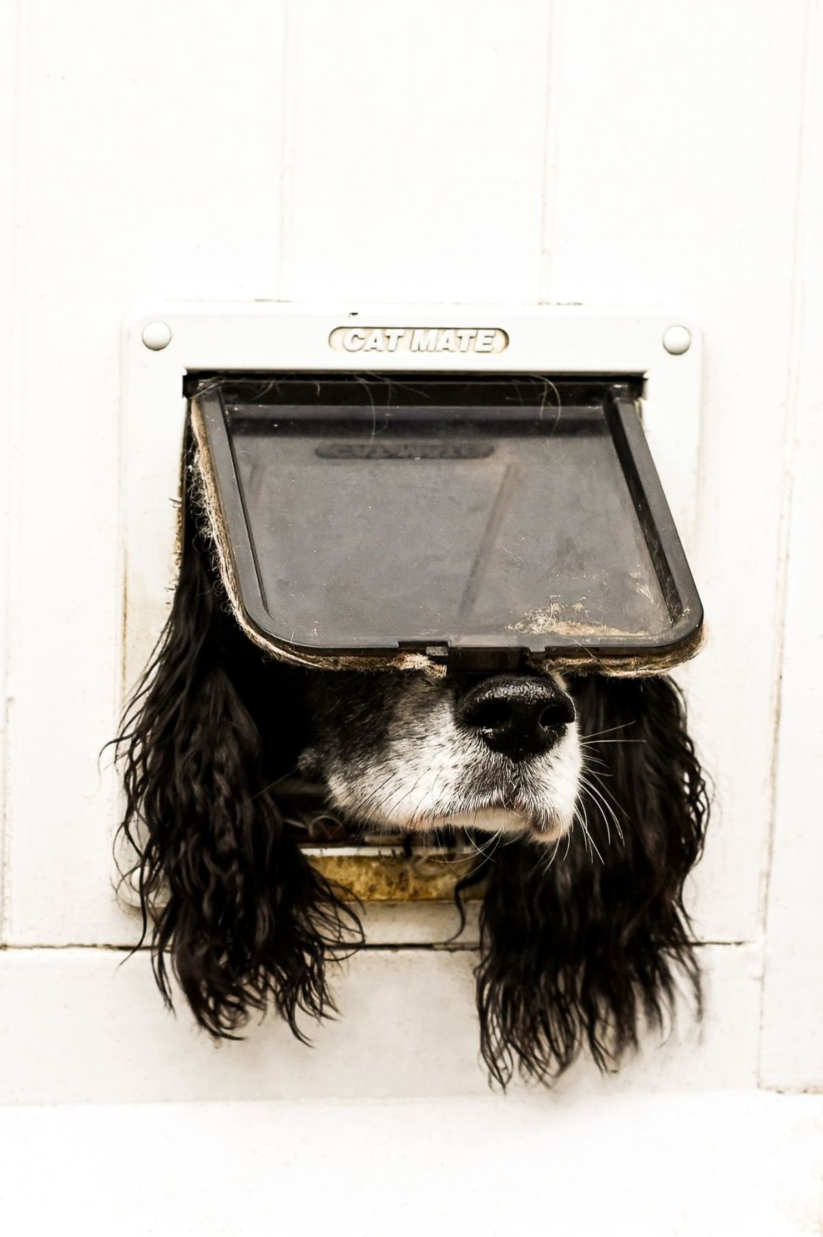 comedy pet awards, funny pet photos, photography awards