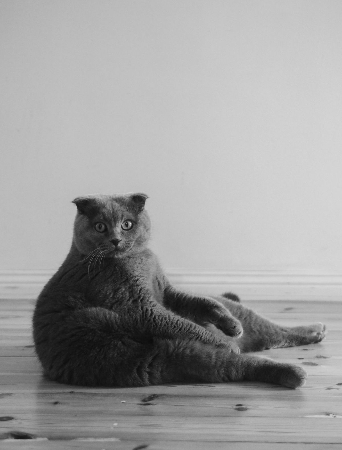 cat sitting in a silly position