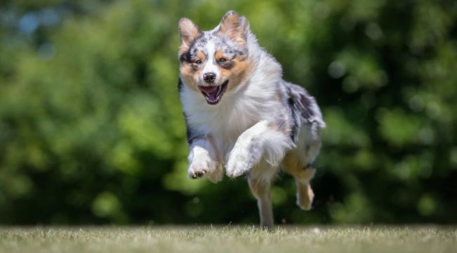 australian shepherd, dogs, dog intelligence, animals, pets, animal intelligence, funny, viral videos
