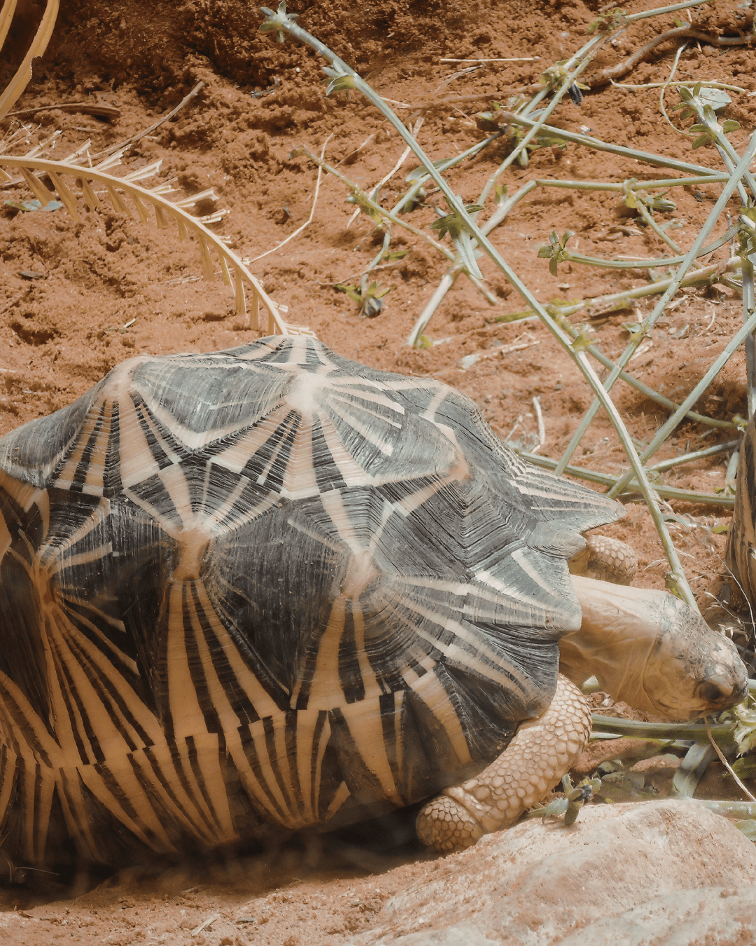 12 birds that are so bizarre-looking it's hard to believe they're ...