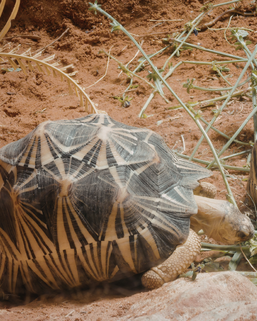 galapagos, tortoises, island, conservation, science