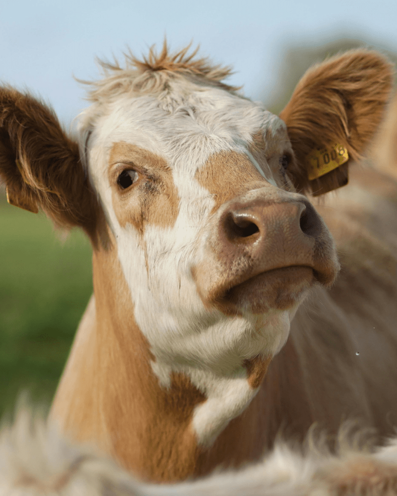 kentucky, farmer, generation, ida, huddleston